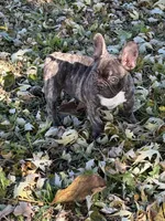 Stormy, a female French Bulldog for sale in Mayetta, KS – Photo 4 of 4