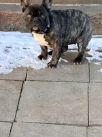 Stormy, a female French Bulldog for sale in Mayetta, KS – Photo 3 of 4