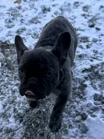 Stormy, a female French Bulldog for sale in Mayetta, KS – Photo 2 of 4