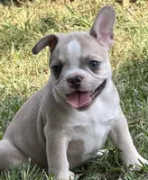 Teddy, a male French Bulldog for sale in Topeka, KS – 3 of 5