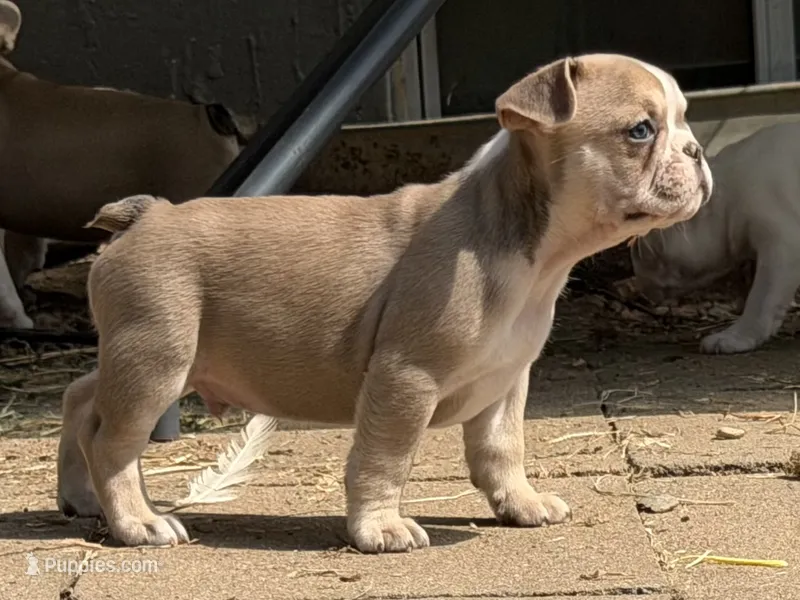 Graham – French Bulldog puppy for sale in Topeka, KS
