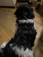 Green girl, a female Shih Tzu for sale in Mayetta, KS – Photo 1 of 4