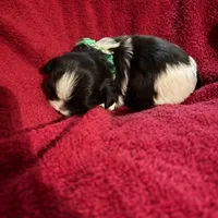 Green girl, a female Shih Tzu for sale in Mayetta, KS – Photo 4 of 4