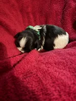 Green girl, a female Shih Tzu for sale in Mayetta, KS – Photo 1 of 2