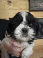 Green girl, a female Shih Tzu for sale in Mayetta, KS – Photo 3 of 4