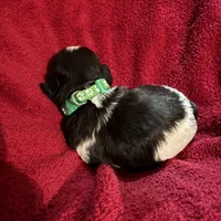 Green girl, a female Shih Tzu for sale in Mayetta, KS – Photo 2 of 4
