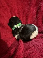 Green girl, a female Shih Tzu for sale in Mayetta, KS – Photo 2 of 2