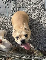 Walter, a male French Bulldog for sale in Topeka, KS – 2 of 10