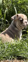 Graham, a male French Bulldog for sale in Topeka, KS – 2 of 5