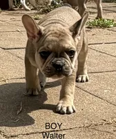 Walter, a male French Bulldog for sale in Topeka, KS – 4 of 4