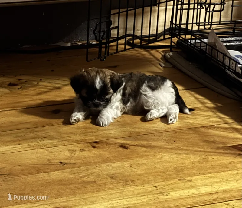 Brownie, a male Mal Shi for sale in Mayetta, KS – 1 of 4