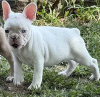 Gemma, a female French Bulldog for sale in Topeka, KS – 3 of 4