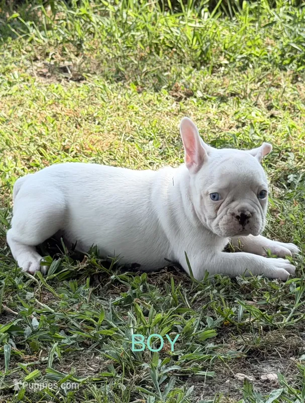 Petey – French Bulldog puppy for sale in Topeka, KS