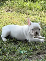 Petey, a male French Bulldog for sale in Topeka, KS – 1 of 3