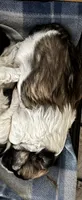 Brownie, a male Mal Shi for sale in Mayetta, KS – 4 of 4