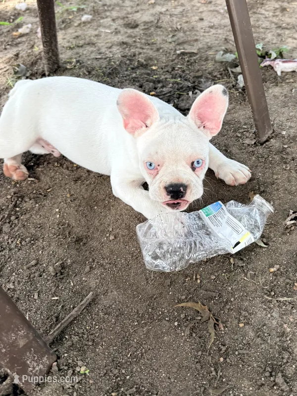 Petey – French Bulldog puppy for sale in Topeka, KS