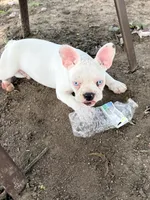 Petey, a male French Bulldog for sale in Topeka, KS – 4 of 8