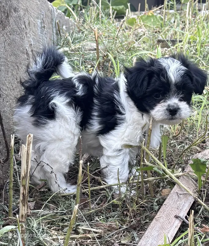 Girl – Maltese, Shih Tzu puppy for sale in Topeka, KS