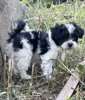 Girl, a female Maltese and Shih Tzu for sale in Topeka, KS – 1 of 3