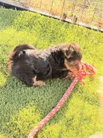 Freddy the Tank, a male Yorkshire Terrier for sale in Kansas City, KS – 3 of 10