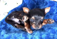 Ziggy 417-559-7009, a male Yorkshire Terrier and Biewer for sale in Springfield, MO – Photo 1 of 6