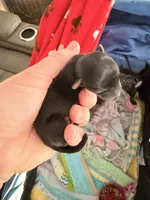 Ziggy 417-559-7009, a male Yorkshire Terrier and Biewer for sale in Springfield, MO – Photo 3 of 6