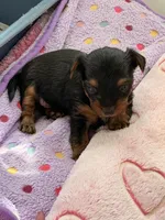 Ziggy 417-559-7009, a male Yorkshire Terrier and Biewer for sale in Springfield, MO – Photo 4 of 6
