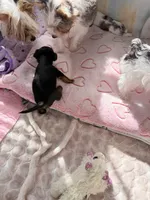 Ziggy 417-559-7009, a male Yorkshire Terrier and Biewer for sale in Springfield, MO – Photo 5 of 6