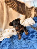 Ziggy 417-559-7009, a male Yorkshire Terrier and Biewer for sale in Springfield, MO – Photo 2 of 6