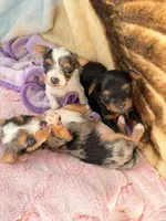 Ziggy 417-559-7009, a male Yorkshire Terrier and Biewer for sale in Springfield, MO – Photo 6 of 6