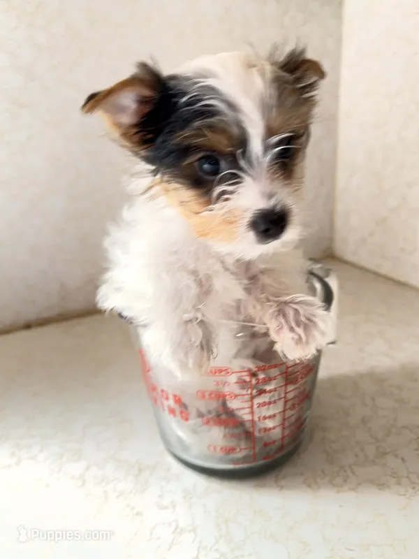 Anna Belle – Yorkshire Terrier puppy for sale in Kansas City, KS