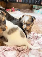 Blake, a male Yorkshire Terrier for sale in Lyons, KS – 7 of 7