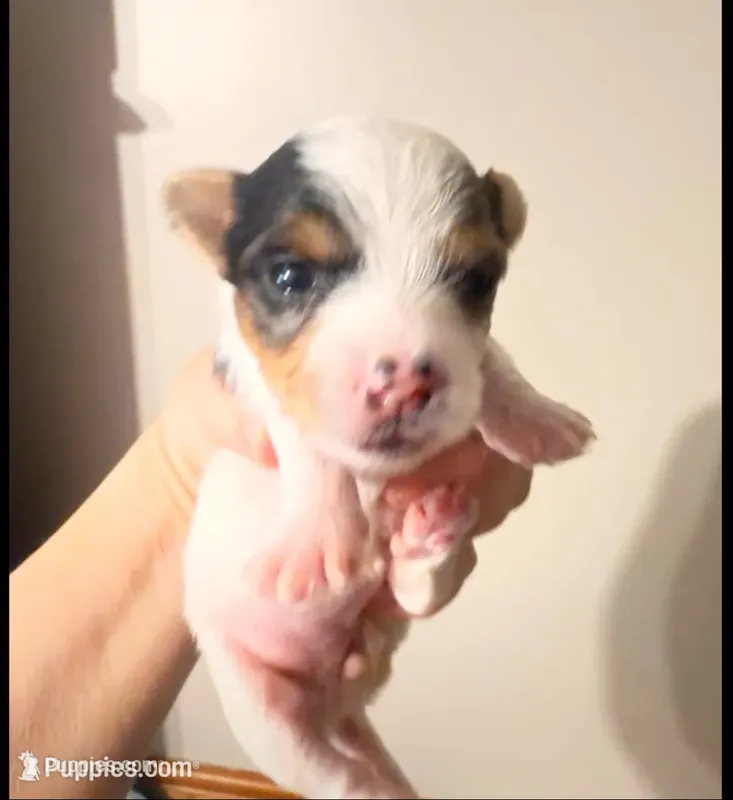 Anna Belle – Yorkshire Terrier puppy for sale in Lyons, KS