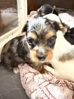 Ace, a male Yorkshire Terrier for sale in Lyons, KS – 2 of 7