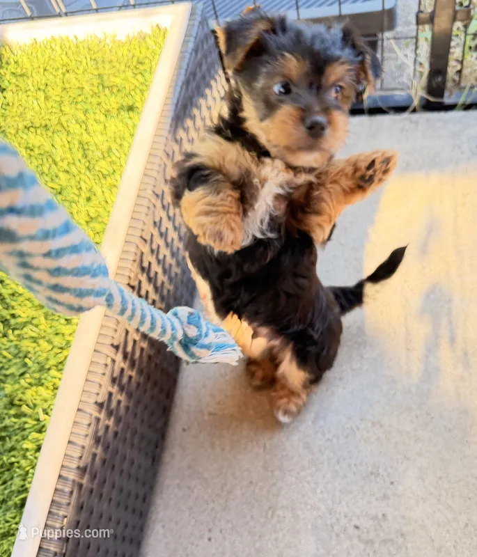 Freddy the Tank – Yorkshire Terrier puppy for sale in Kansas City, KS