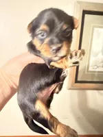 Freddy the Tank, a male Yorkshire Terrier for sale in Lyons, KS – 2 of 7