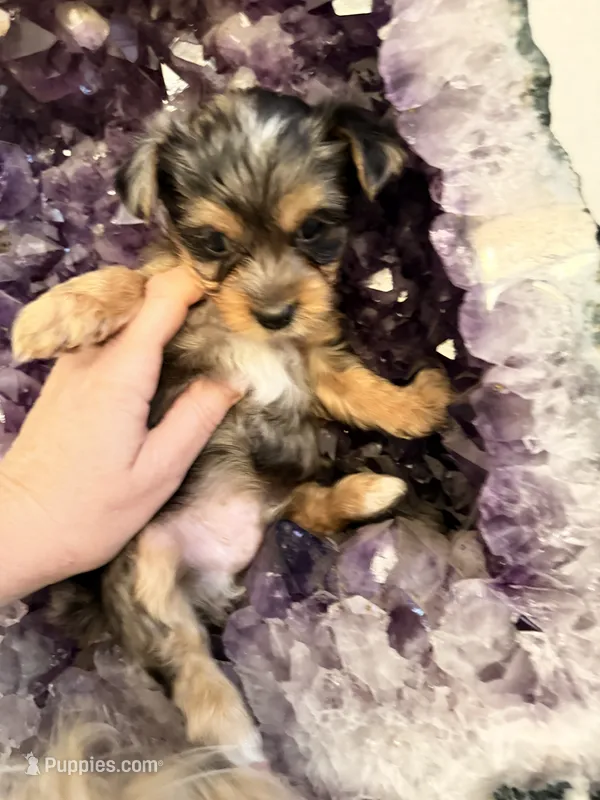 Ace – Yorkshire Terrier puppy for sale in Lyons, KS