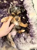Ace, a male Yorkshire Terrier for sale in Lyons, KS – 1 of 7