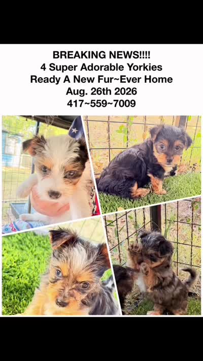 Anna Belle, a female Yorkshire Terrier for sale in Kansas City, KS – 4 of 10