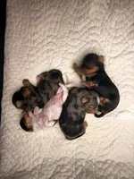 Freddy the Tank, a male Yorkshire Terrier for sale in Lyons, KS – 3 of 7
