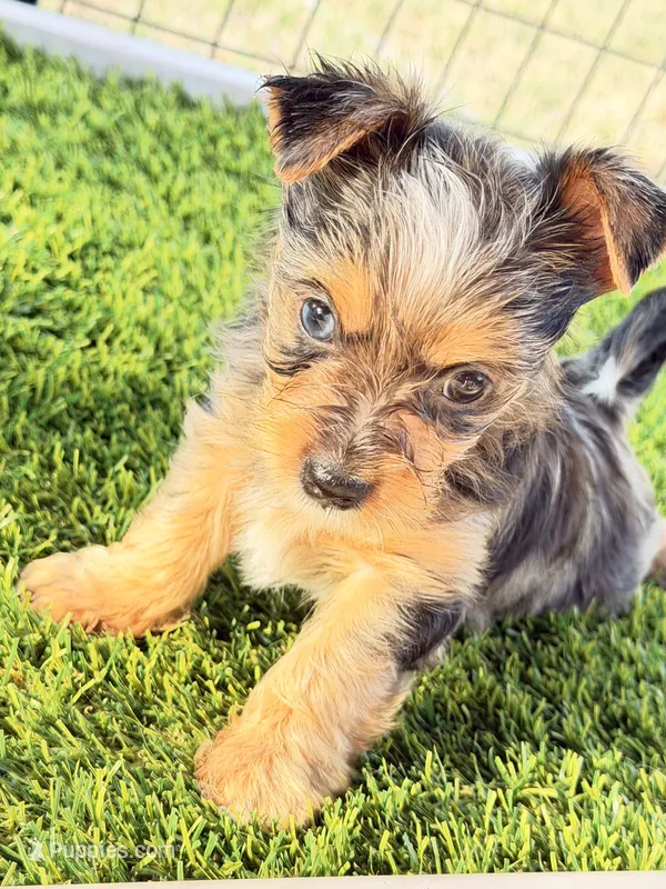 Blake – Yorkshire Terrier puppy for sale in Lyons, KS