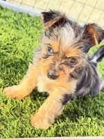 Blake, a male Yorkshire Terrier for sale in Lyons, KS – 1 of 6