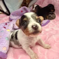 Snowy 417-559-7009, a female Yorkshire Terrier for sale in Kansas City, KS – Photo 2 of 6