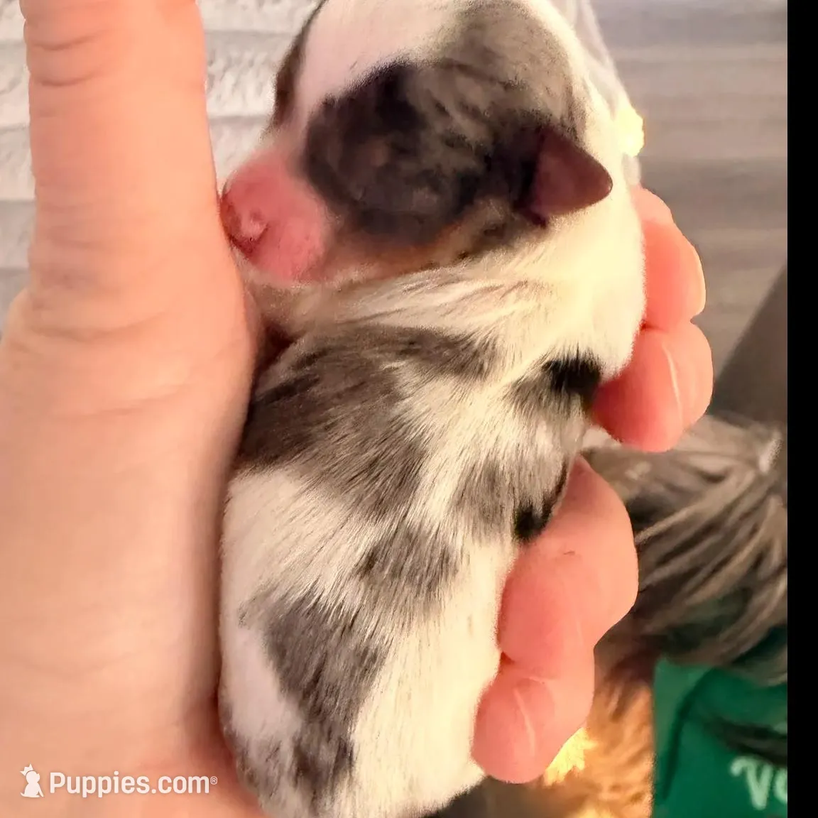 Snowy 417-559-7009, a female Yorkshire Terrier for sale in Springfield, MO – Photo 3 of 6