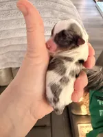 Snowy, a female Yorkshire Terrier for sale in Springfield, MO – Photo 2 of 2