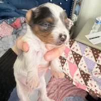 Snowy 417-559-7009, a female Yorkshire Terrier for sale in Kansas City, KS – Photo 4 of 6