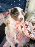 Snowy 417-559-7009, a female Yorkshire Terrier for sale in Springfield, MO – Photo 4 of 6