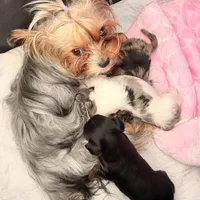 Snowy 417-559-7009, a female Yorkshire Terrier for sale in Kansas City, KS – Photo 6 of 6