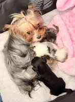 Snowy 417-559-7009, a female Yorkshire Terrier for sale in Springfield, MO – Photo 6 of 6