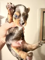 Blake, a male Yorkshire Terrier for sale in Lyons, KS – 2 of 7